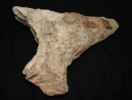 最もよく知られた恐竜の一つ、トリケラトプスのノーズホーン（鼻角）の化石。観察するほどに楽しめる様々な特徴を備えています。（その5）