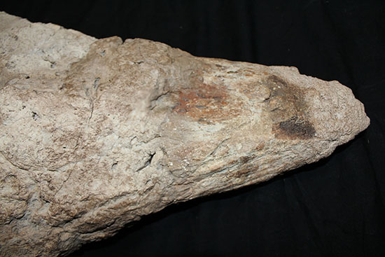 最もよく知られた恐竜の一つ、トリケラトプスのノーズホーン（鼻角）の化石。観察するほどに楽しめる様々な特徴を備えています。（その6）