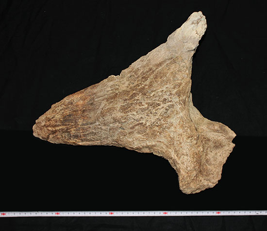 最もよく知られた恐竜の一つ、トリケラトプスのノーズホーン（鼻角）の化石。観察するほどに楽しめる様々な特徴を備えています。（その8）