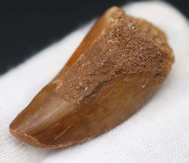 厚みあり!形の良いカルカロドントサウルス(Carcharodontosaurus)の歯化石。(その4)