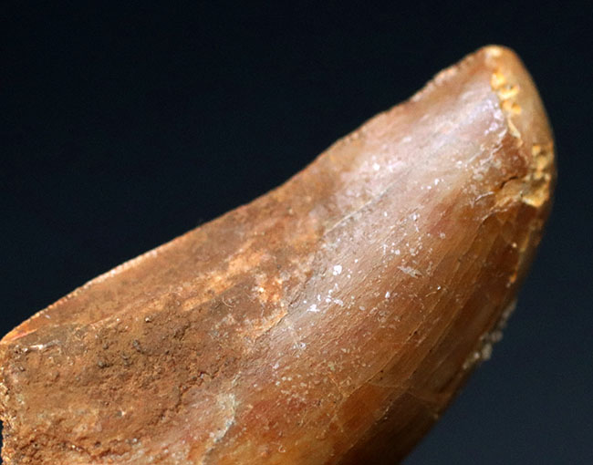 厚みあり!形の良いカルカロドントサウルス(Carcharodontosaurus)の歯化石。(その6)