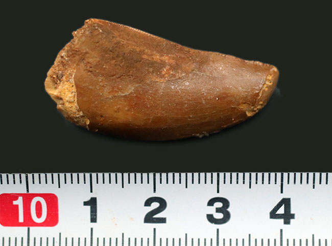 厚みあり!形の良いカルカロドントサウルス(Carcharodontosaurus)の歯化石。(その7)
