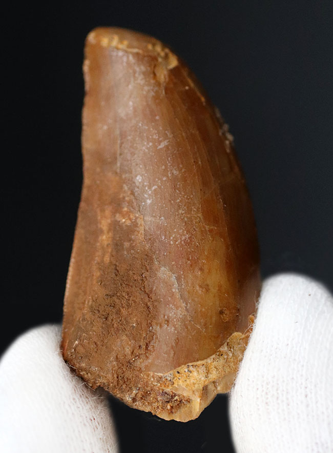 厚みあり!形の良いカルカロドントサウルス(Carcharodontosaurus)の歯化石。(その8)