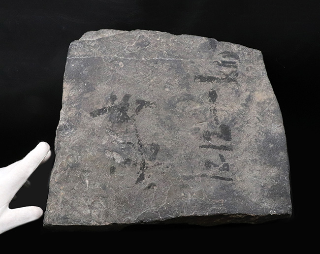 ベリーベリーレア!オールドコレクション!中国産のアサフス、シュンシア・ヨンシネンシス(Xiangxiia youngshunensis)の特大化石(その8)