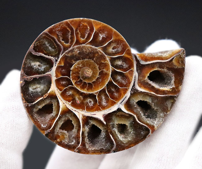 人気のカット&ポリッシュ標本、中身の構造が良く分かる!アンモナイト、フィロセラス(Phylloceras)の化石(その3)