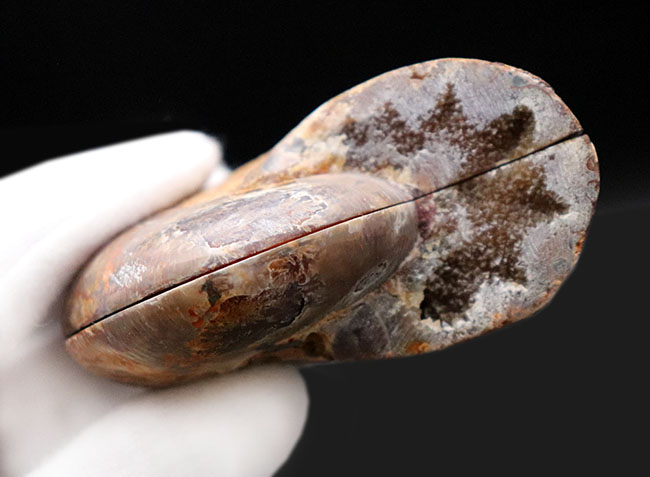 人気のカット&ポリッシュ標本、中身の構造が良く分かる!アンモナイト、フィロセラス(Phylloceras)の化石(その6)