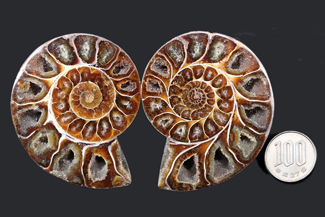 人気のカット&ポリッシュ標本、中身の構造が良く分かる!アンモナイト、フィロセラス(Phylloceras)の化石(その8)