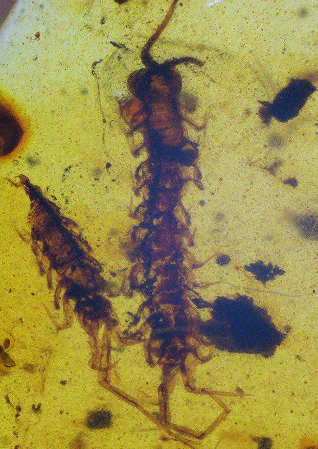 保存状態、極めて良好!珍しいムカデを内包したミャンマー産の恐竜時代の琥珀、バーマイト(Burmite)(その10)