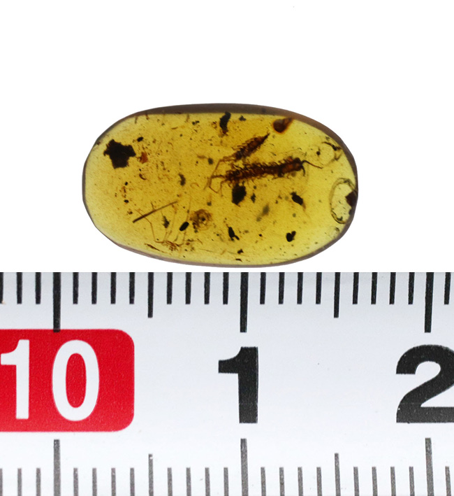 保存状態、極めて良好!珍しいムカデを内包したミャンマー産の恐竜時代の琥珀、バーマイト(Burmite)(その11)