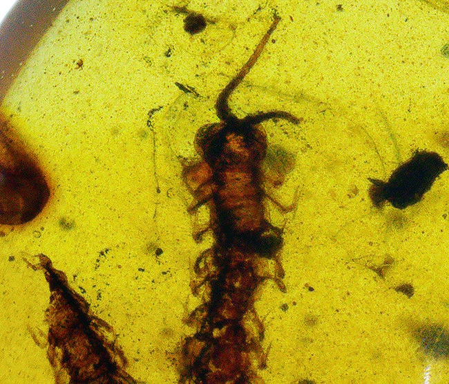 保存状態、極めて良好!珍しいムカデを内包したミャンマー産の恐竜時代の琥珀、バーマイト(Burmite)(その4)