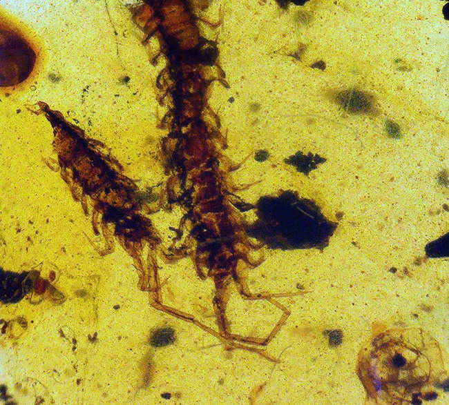 保存状態、極めて良好!珍しいムカデを内包したミャンマー産の恐竜時代の琥珀、バーマイト(Burmite)(その6)