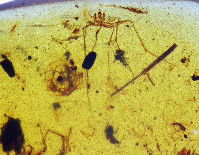 保存状態、極めて良好!珍しいムカデを内包したミャンマー産の恐竜時代の琥珀、バーマイト(Burmite)(その7)
