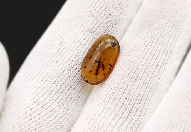 保存状態、極めて良好!珍しいムカデを内包したミャンマー産の恐竜時代の琥珀、バーマイト(Burmite)(その8)