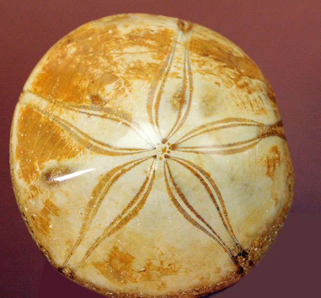 海のビスケット?タコの枕?花びらのような歩帯が美しい古代のウニの上質化石(その1)