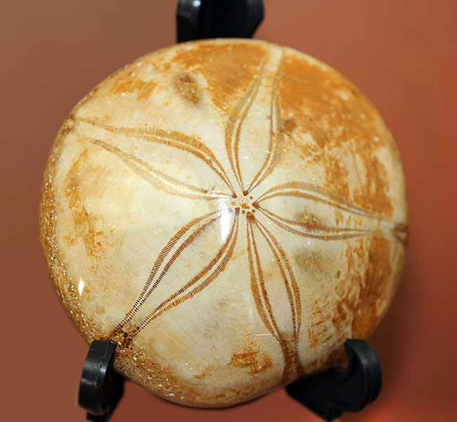 海のビスケット?タコの枕?花びらのような歩帯が美しい古代のウニの上質化石(その12)