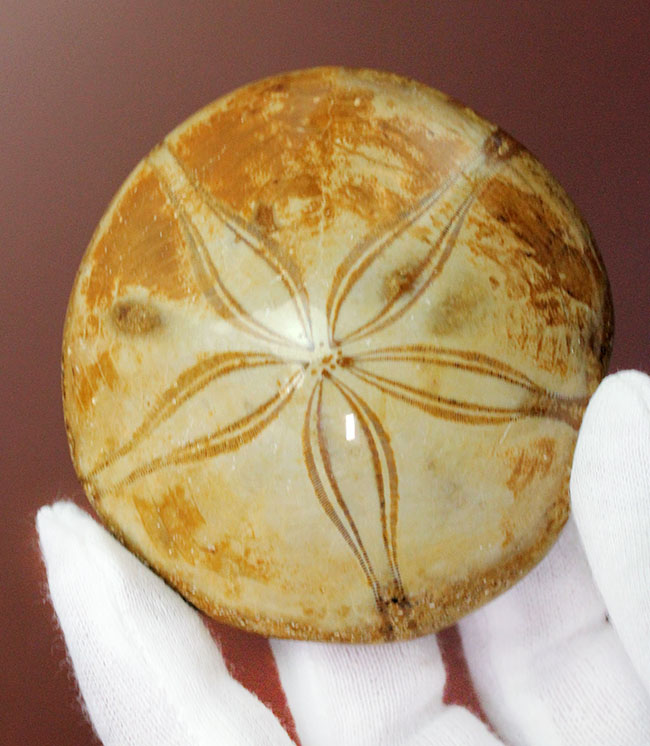 海のビスケット?タコの枕?花びらのような歩帯が美しい古代のウニの上質化石(その5)