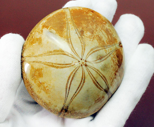 海のビスケット?タコの枕?花びらのような歩帯が美しい古代のウニの上質化石(その6)