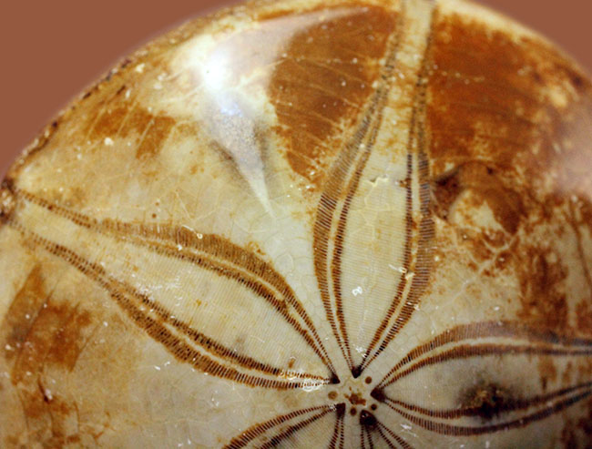 海のビスケット?タコの枕?花びらのような歩帯が美しい古代のウニの上質化石(その8)