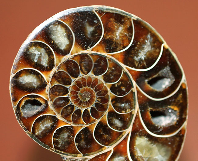 螺旋に魅せられる！1億2千万年前のアンモナイトのスライスカットペア標本（その11）