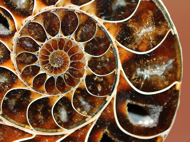 螺旋に魅せられる！1億2千万年前のアンモナイトのスライスカットペア標本（その7）