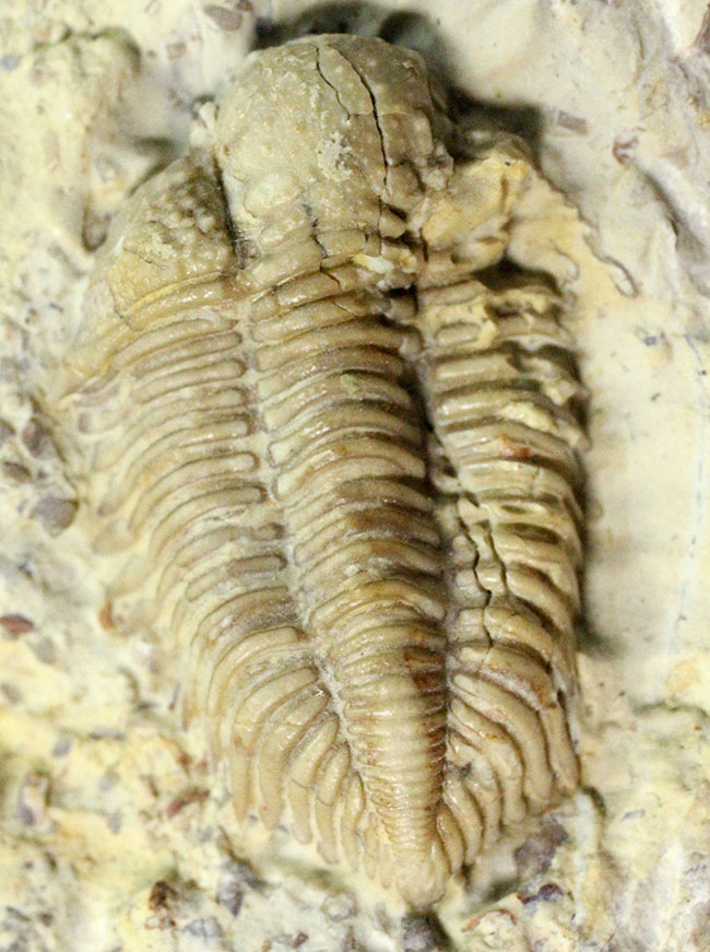 頭鞍の膨らみが印象的、米国オクラホマ州産三葉虫エンクリヌロイデス・カピトニス（Encrinuroides capitonis）（その1）