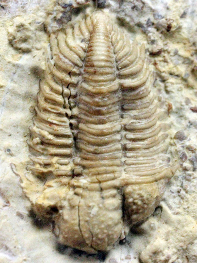 頭鞍の膨らみが印象的、米国オクラホマ州産三葉虫エンクリヌロイデス・カピトニス（Encrinuroides capitonis）（その12）