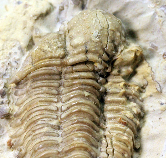 頭鞍の膨らみが印象的、米国オクラホマ州産三葉虫エンクリヌロイデス・カピトニス（Encrinuroides capitonis）（その5）