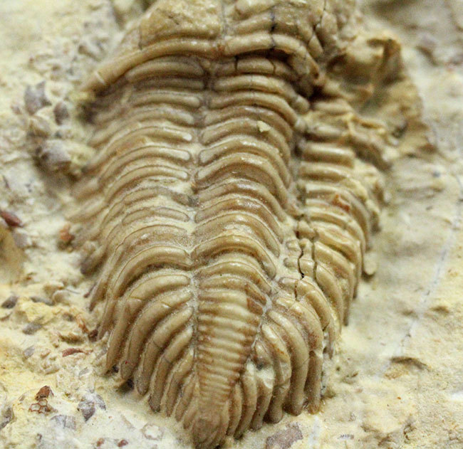 頭鞍の膨らみが印象的、米国オクラホマ州産三葉虫エンクリヌロイデス・カピトニス（Encrinuroides capitonis）（その6）