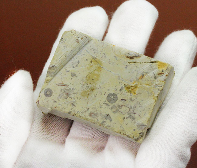 頭鞍の膨らみが印象的、米国オクラホマ州産三葉虫エンクリヌロイデス・カピトニス(Encrinuroides capitonis)(その8)
