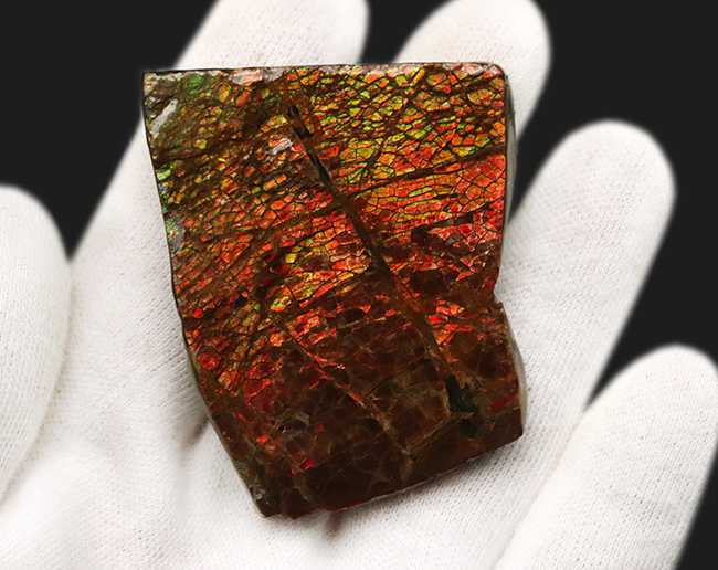 ドラゴンスキン！竜のうろこ模様を現れた、美しきアンモライト（Ammolite）のピース（その3）