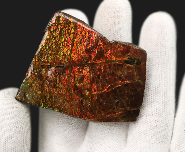 ドラゴンスキン！竜のうろこ模様を現れた、美しきアンモライト（Ammolite）のピース（その4）