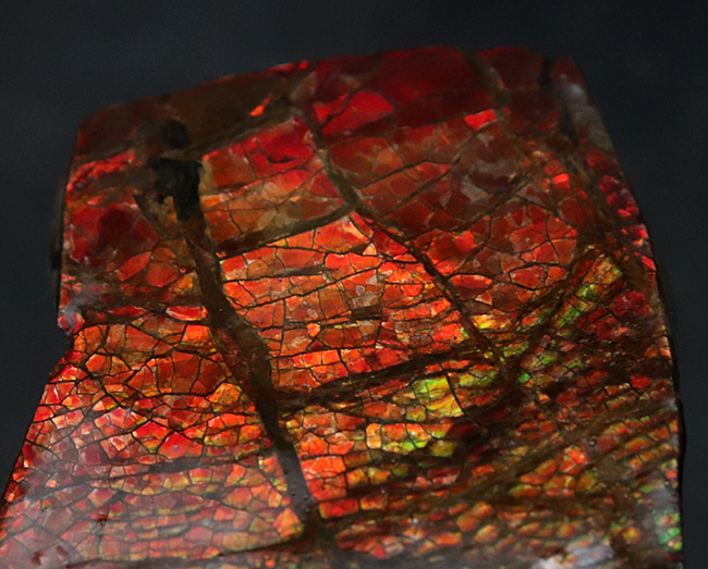 ドラゴンスキン！竜のうろこ模様を現れた、美しきアンモライト（Ammolite）のピース（その5）