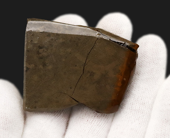 ドラゴンスキン！竜のうろこ模様を現れた、美しきアンモライト（Ammolite）のピース（その6）