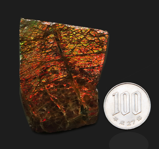 ドラゴンスキン！竜のうろこ模様を現れた、美しきアンモライト（Ammolite）のピース（その9）