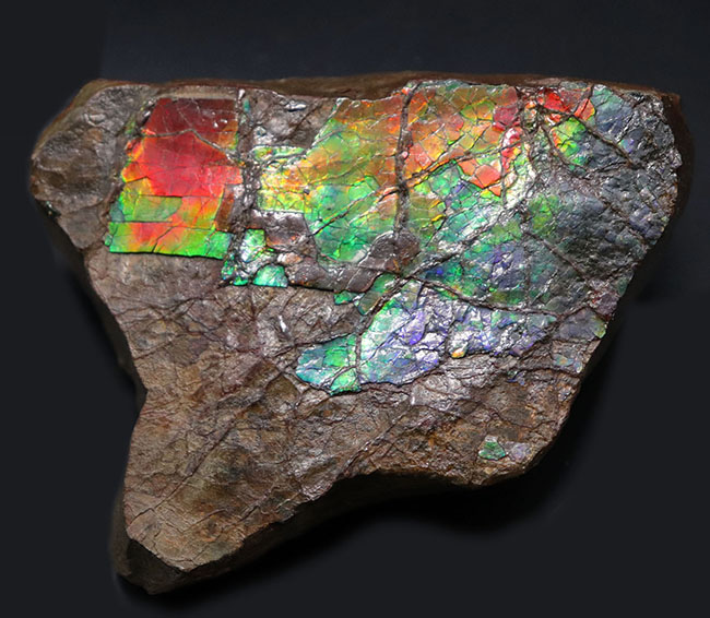 赤から青までフルカラーを呈する希少なアンモライト(Ammolite)のピース。1キロを超える立派な品(その1)