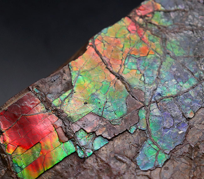 赤から青までフルカラーを呈する希少なアンモライト(Ammolite)のピース。1キロを超える立派な品(その2)