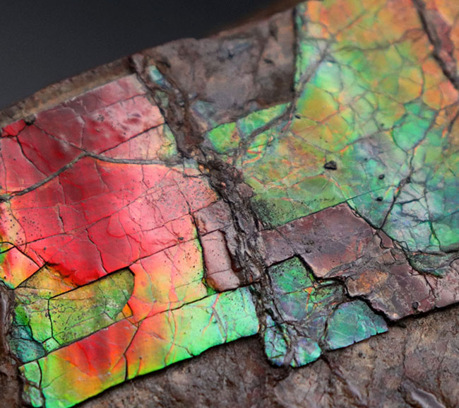 赤から青までフルカラーを呈する希少なアンモライト(Ammolite)のピース。1キロを超える立派な品(その3)