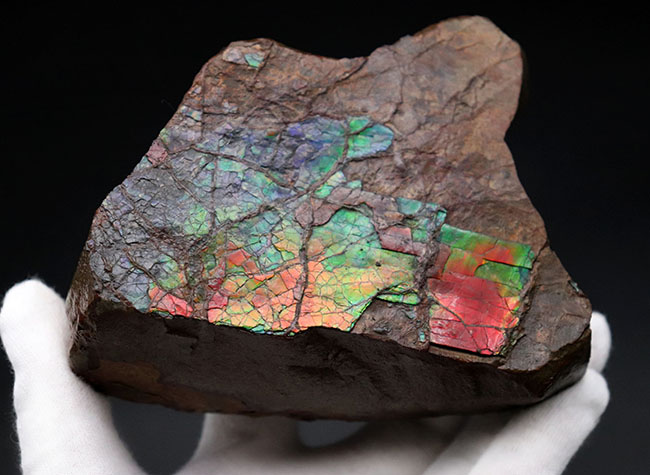 赤から青までフルカラーを呈する希少なアンモライト(Ammolite)のピース。1キロを超える立派な品(その4)
