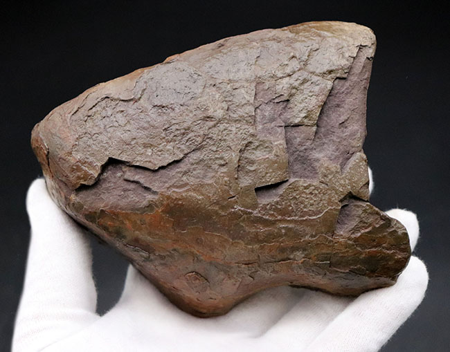 赤から青までフルカラーを呈する希少なアンモライト(Ammolite)のピース。1キロを超える立派な品(その5)