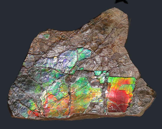 赤から青までフルカラーを呈する希少なアンモライト（Ammolite）のピース。１キロを超える立派な品（その6）