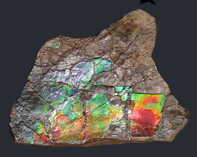 赤から青までフルカラーを呈する希少なアンモライト(Ammolite)のピース。1キロを超える立派な品(その6)