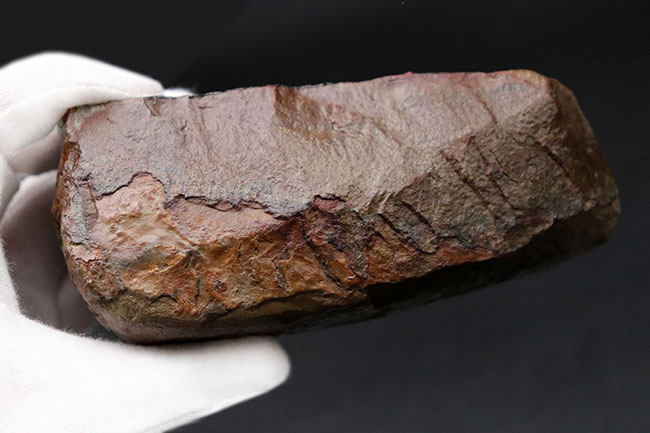 赤から青までフルカラーを呈する希少なアンモライト(Ammolite)のピース。1キロを超える立派な品(その7)