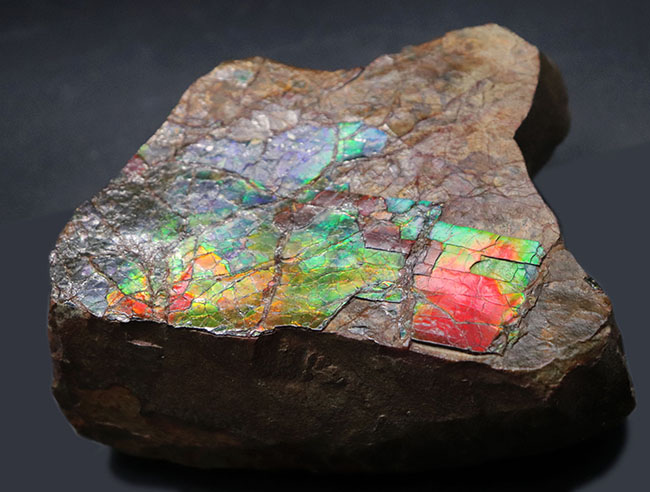 赤から青までフルカラーを呈する希少なアンモライト(Ammolite)のピース。1キロを超える立派な品(その8)