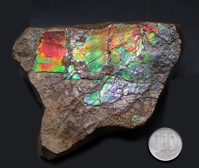 赤から青までフルカラーを呈する希少なアンモライト(Ammolite)のピース。1キロを超える立派な品(その9)
