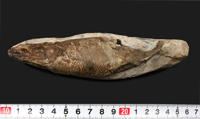 驚きの保存状態、まるで立体魚拓!約1億年前の絶滅古代魚、ラコレピス(Rhacolepis buccalis)の化石(その10)