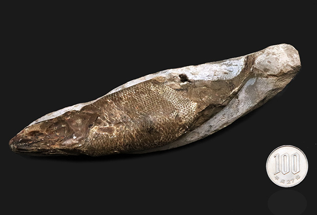 驚きの保存状態、まるで立体魚拓!約1億年前の絶滅古代魚、ラコレピス(Rhacolepis buccalis)の化石(その11)