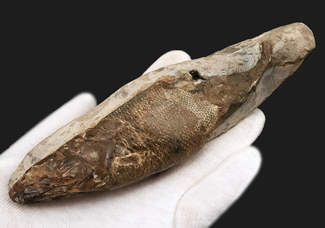 驚きの保存状態、まるで立体魚拓!約1億年前の絶滅古代魚、ラコレピス(Rhacolepis buccalis)の化石(その3)