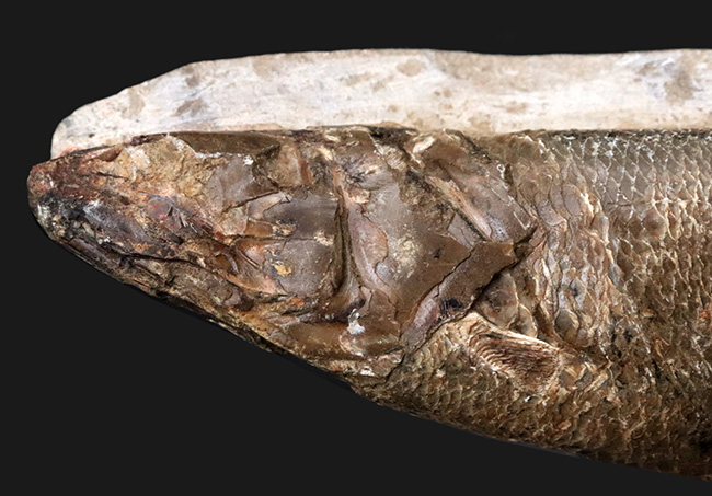 驚きの保存状態、まるで立体魚拓!約1億年前の絶滅古代魚、ラコレピス(Rhacolepis buccalis)の化石(その4)