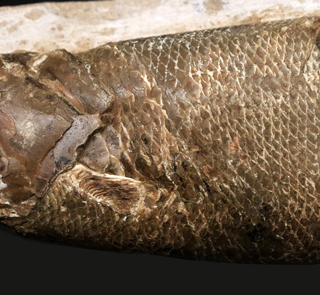 驚きの保存状態、まるで立体魚拓!約1億年前の絶滅古代魚、ラコレピス(Rhacolepis buccalis)の化石(その5)