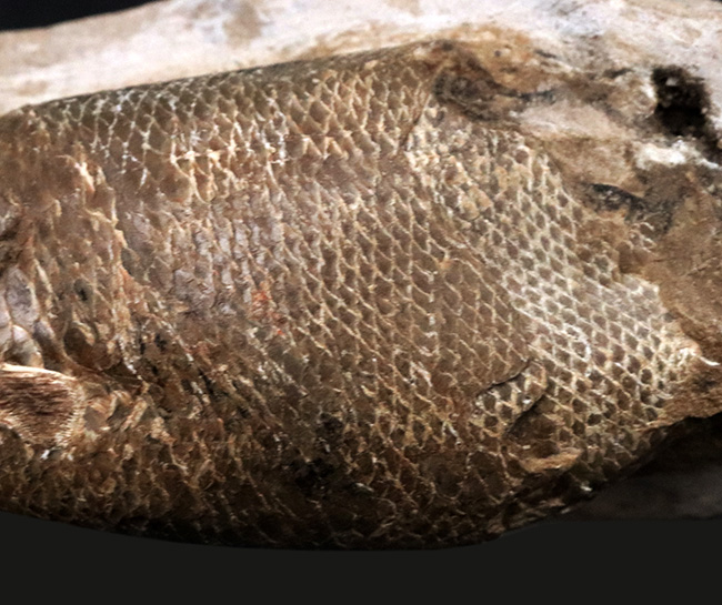 驚きの保存状態、まるで立体魚拓!約1億年前の絶滅古代魚、ラコレピス(Rhacolepis buccalis)の化石(その6)